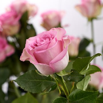 ROSAEXPRESS: Send roses for anniversaries, birthdays or just because ...